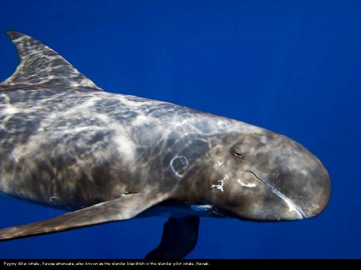 Pygmy killer whale, Feresa attenuata, also known as the slender blackfish or the slender
