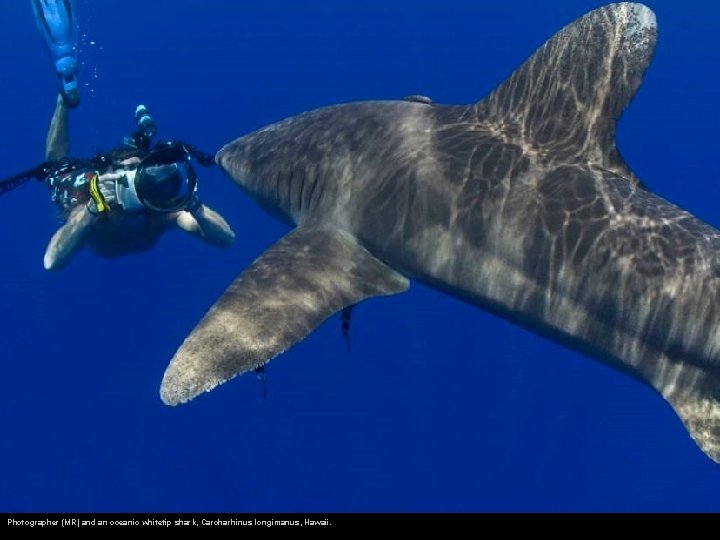 Photographer (MR) and an oceanic whitetip shark, Carcharhinus longimanus, Hawaii. 