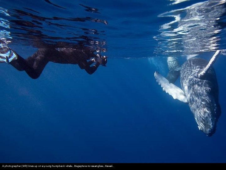 A photographer (MR) lines up on a young humpback whale, Megaptera novaeangliae, Hawaii. 