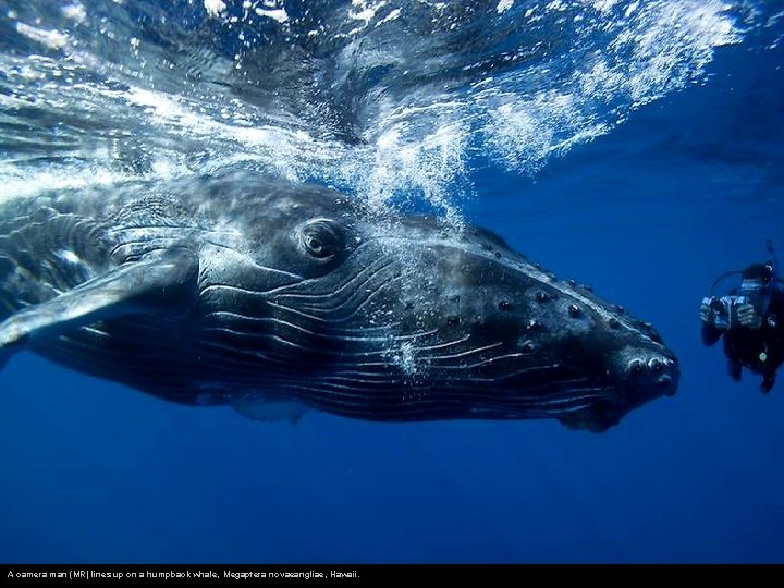 A camera man (MR) lines up on a humpback whale, Megaptera novaeangliae, Hawaii. 