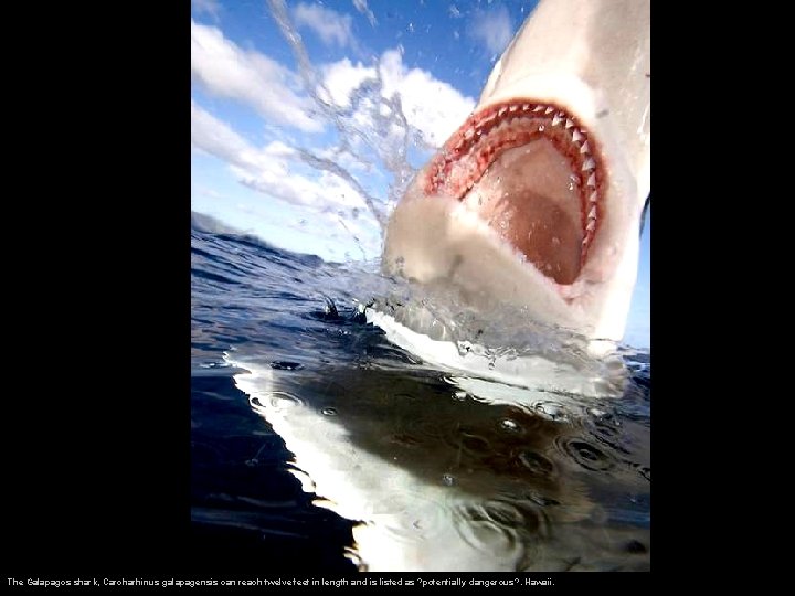 The Galapagos shark, Carcharhinus galapagensis can reach twelve feet in length and is listed