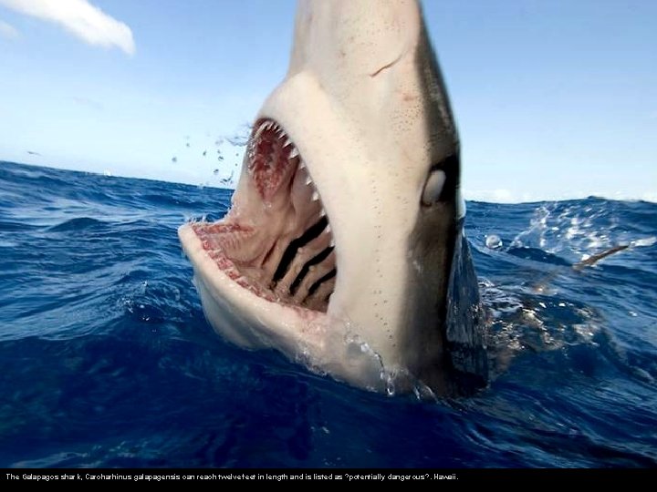 The Galapagos shark, Carcharhinus galapagensis can reach twelve feet in length and is listed