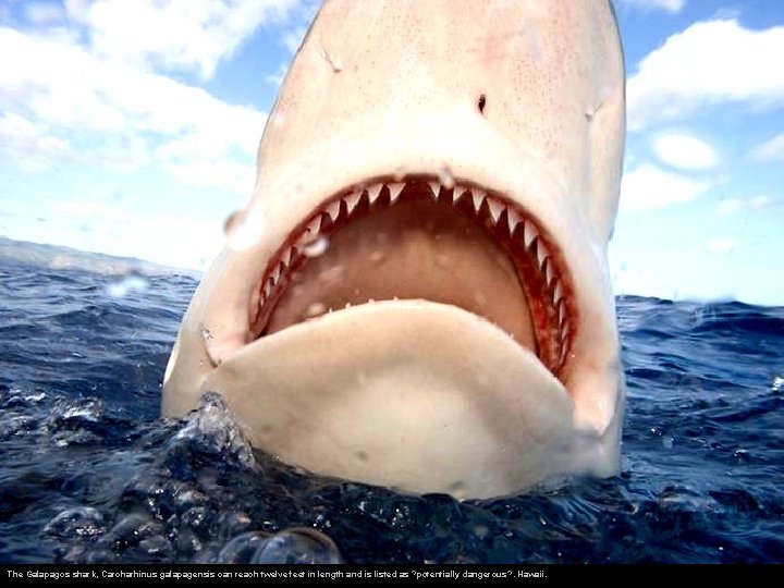 The Galapagos shark, Carcharhinus galapagensis can reach twelve feet in length and is listed