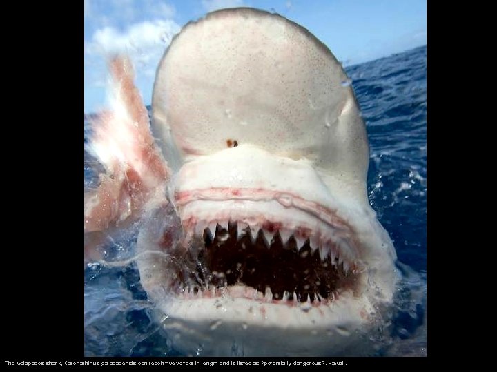 The Galapagos shark, Carcharhinus galapagensis can reach twelve feet in length and is listed