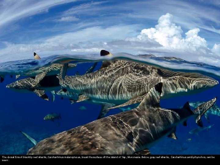 The dorsal fins of blacktip reef sharks, Carcharhinus melanopterus, break the surface off the
