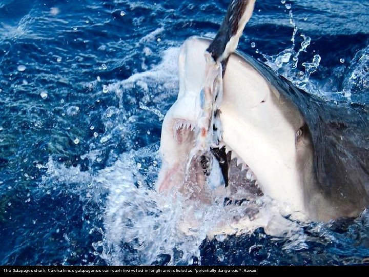 The Galapagos shark, Carcharhinus galapagensis can reach twelve feet in length and is listed