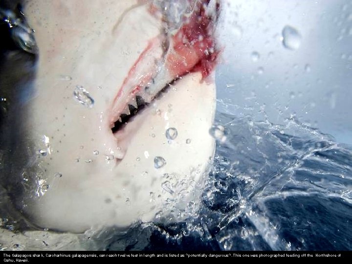 The Galapagos shark, Carcharhinus galapagensis, can reach twelve feet in length and is listed