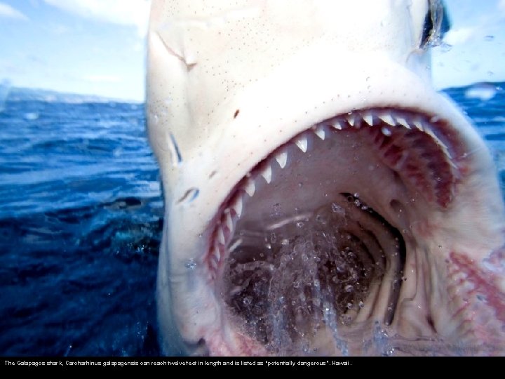 The Galapagos shark, Carcharhinus galapagensis can reach twelve feet in length and is listed
