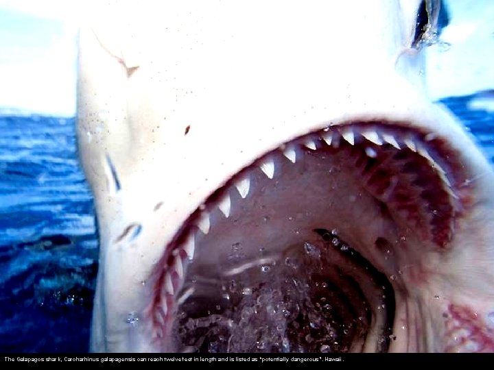 The Galapagos shark, Carcharhinus galapagensis can reach twelve feet in length and is listed