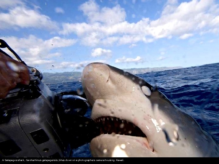 A Galapagos shark, Carcharhinus galapagensis, bites down on a photographers camera housing. Hawaii. 