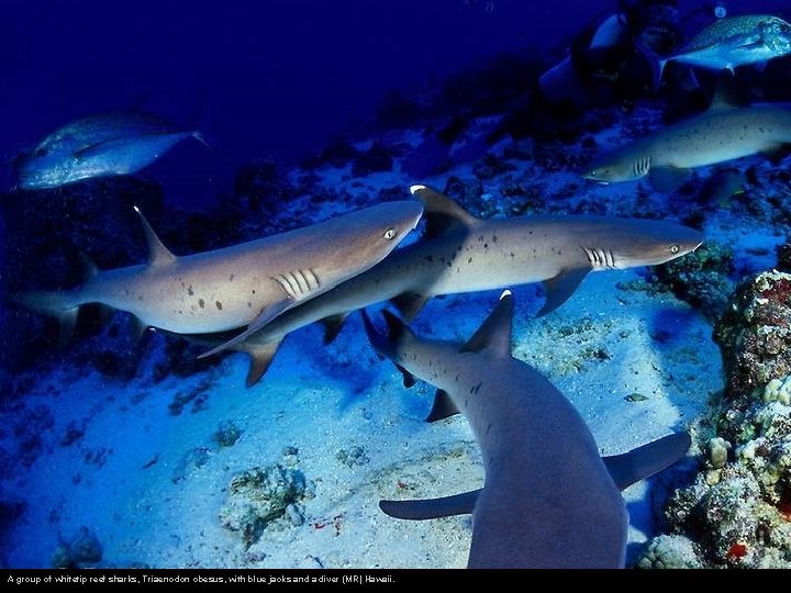 A group of whitetip reef sharks, Triaenodon obesus, with blue jacks and a diver
