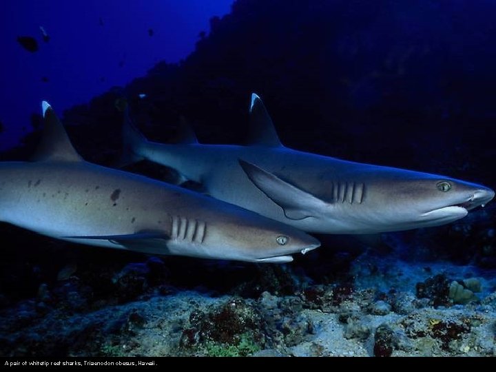 A pair of whitetip reef sharks, Triaenodon obesus, Hawaii. 