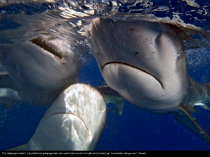 The Galapagos shark, Carcharhinus galapagensis can reach twelve feet in length and is listed