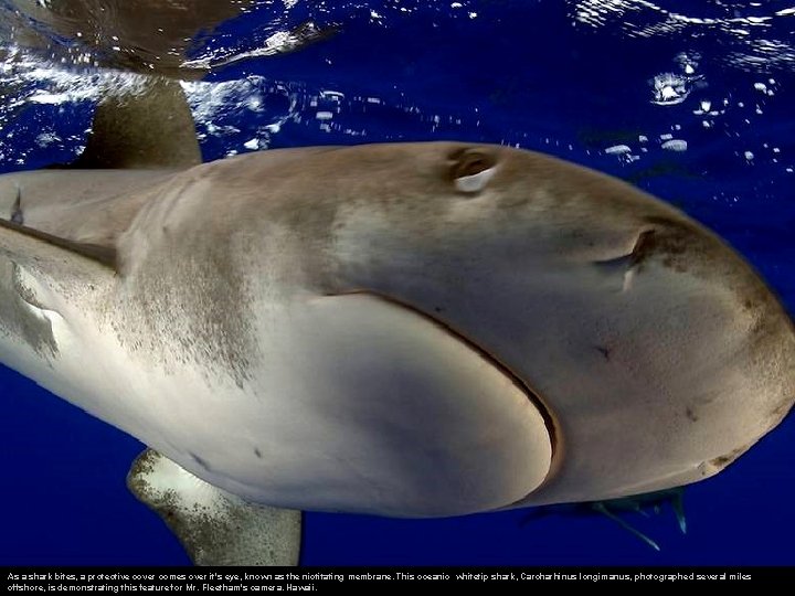 As a shark bites, a protective cover comes over it's eye, known as the
