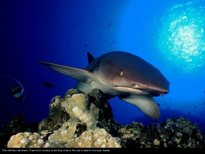 This whitetip reef shark, Triaenodon obesus, is sticking close to the reef in search