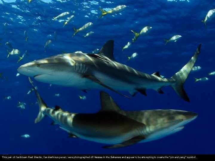 This pair of Caribbean Reef Sharks, Carcharhinus perezi, were photographed off Nassau in the