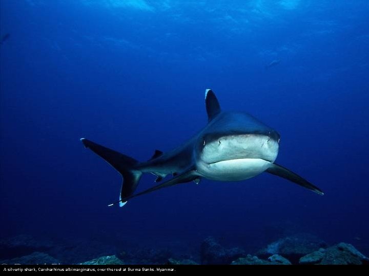 A silvertip shark, Carcharhinus albimarginatus, over the reef at Burma Banks. Myanmar. 