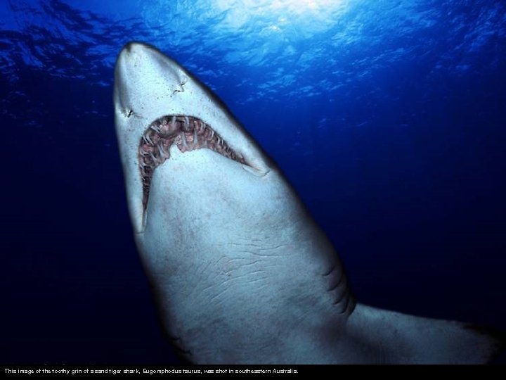 This image of the toothy grin of a sand tiger shark, Eugomphodus taurus, was