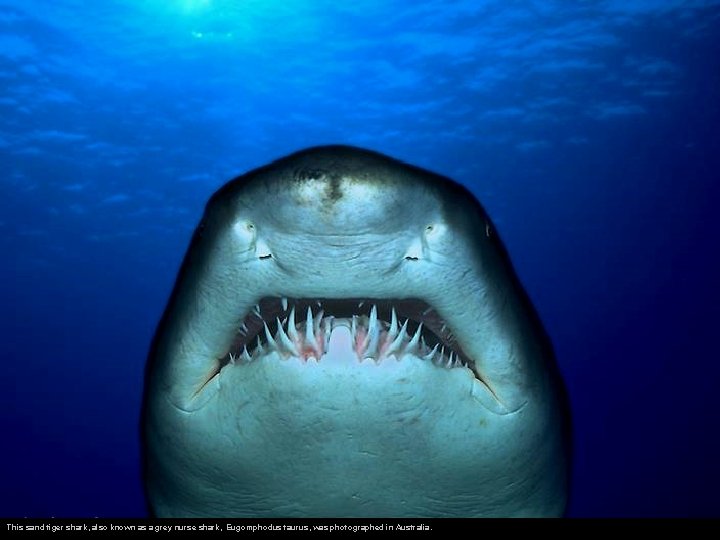 This sand tiger shark, also known as a grey nurse shark, Eugomphodus taurus, was