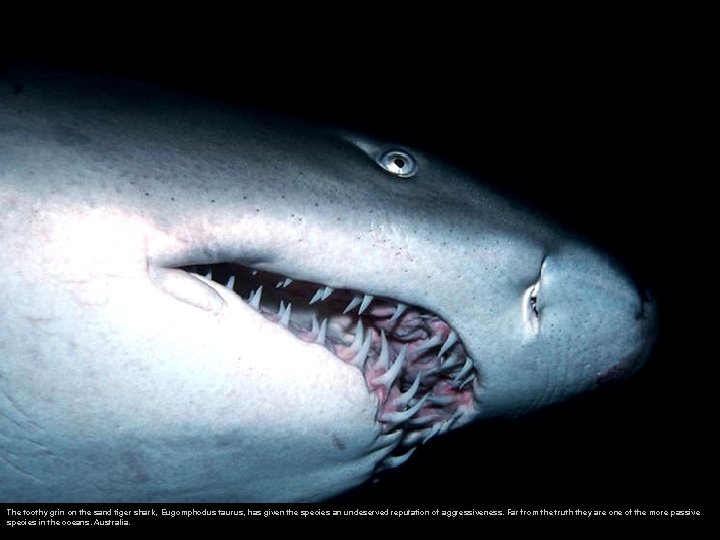 The toothy grin on the sand tiger shark, Eugomphodus taurus, has given the species
