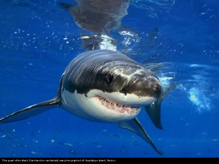 This great white shark [Carcharodon carcharias] was photographed off Guadalupe Island, Mexico. . 