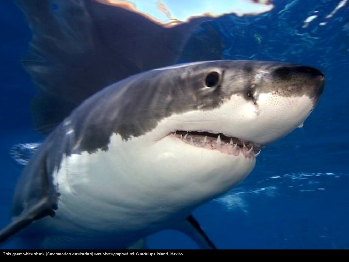 This great white shark [Carcharodon carcharias] was photographed off Guadalupe Island, Mexico. . 