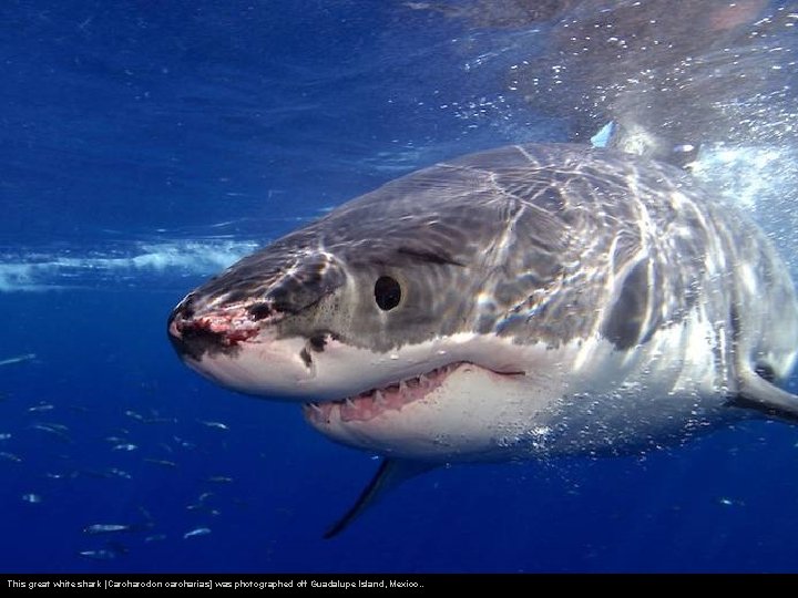 This great white shark [Carcharodon carcharias] was photographed off Guadalupe Island, Mexico. . 