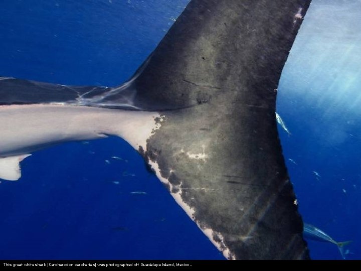 This great white shark [Carcharodon carcharias] was photographed off Guadalupe Island, Mexico. . 