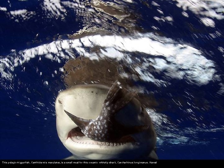This pelagic triggerfish, Canthidermis maculates, is a small meal for this oceanic whitetip shark,
