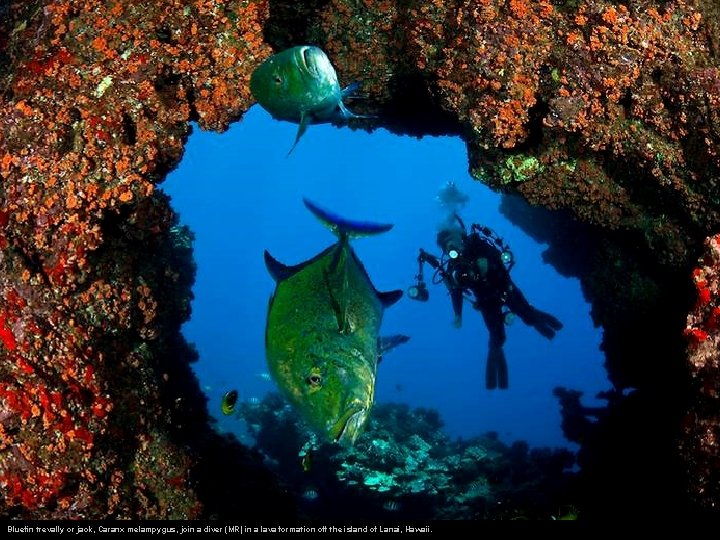 Bluefin trevally or jack, Caranx melampygus, join a diver (MR) in a lava formation