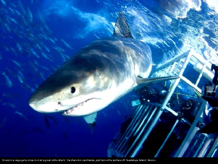Divers in a cage get a close look at a great white shark, Carcharodon