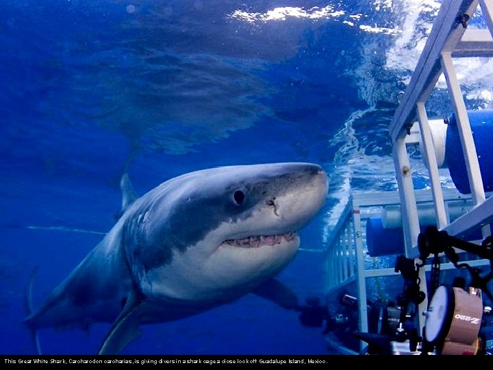 This Great White Shark, Carcharodon carcharias, is giving divers in a shark cage a
