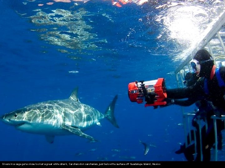 Divers in a cage get a close look at a great white shark, Carcharodon