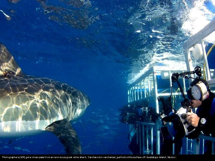 Photographers (MR) get a close pass from an enormous great white shark, Carcharodon carcharias,