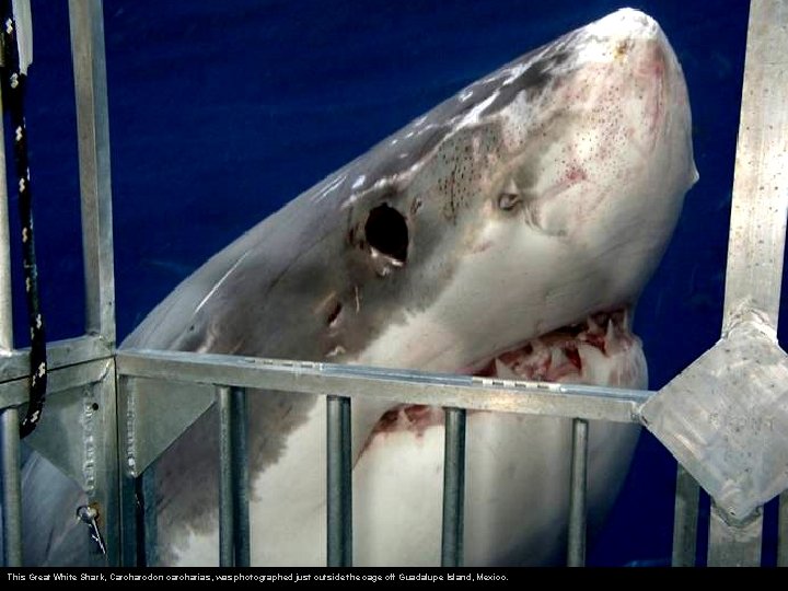 This Great White Shark, Carcharodon carcharias, was photographed just outside the cage off Guadalupe