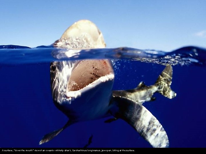 A surface, "down the mouth" view of an oceanic whitetip shark, Carcharhinus longimanus, jaw