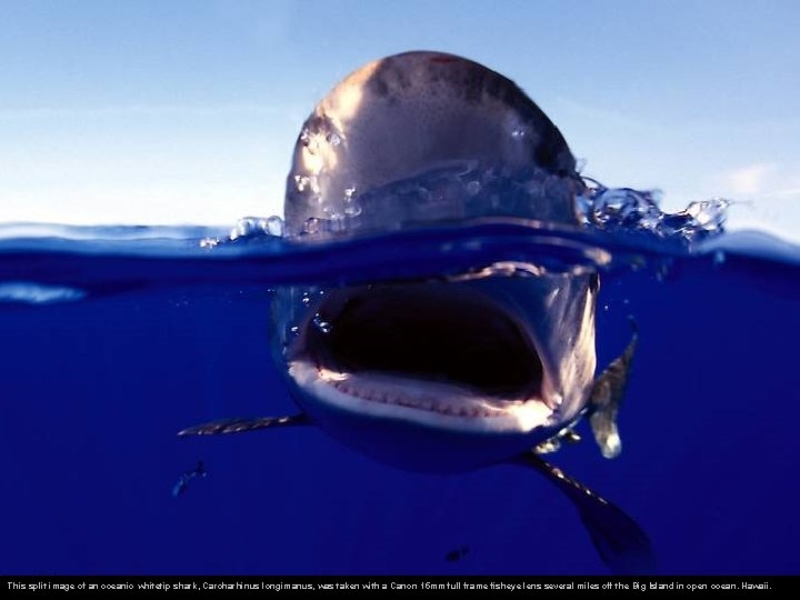 This split image of an oceanic whitetip shark, Carcharhinus longimanus, was taken with a