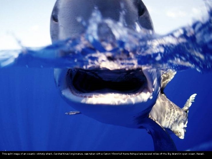This split image of an oceanic whitetip shark, Carcharhinus longimanus, was taken with a