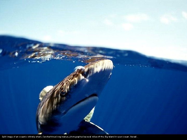 Split image of an oceanic whitetip shark, Carcharhinus longimanus, photographed several miles off the