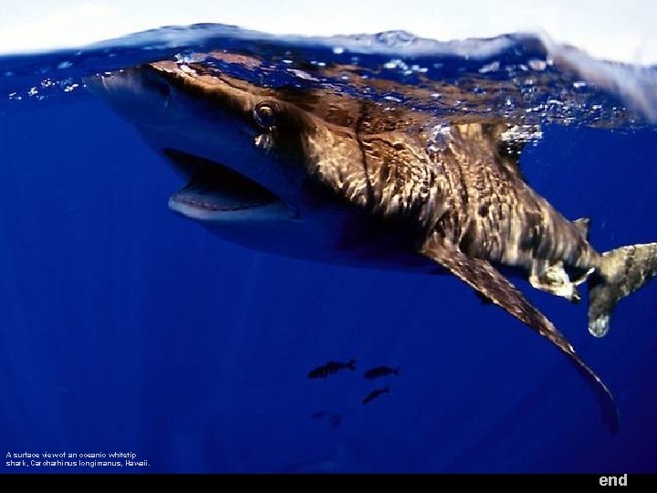 A surface view of an oceanic whitetip shark, Carcharhinus longimanus, Hawaii. end 