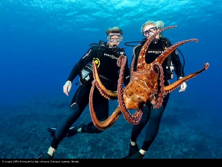 A couple (MR) diving and a day octopus, Octopus cyanea, Hawaii. 
