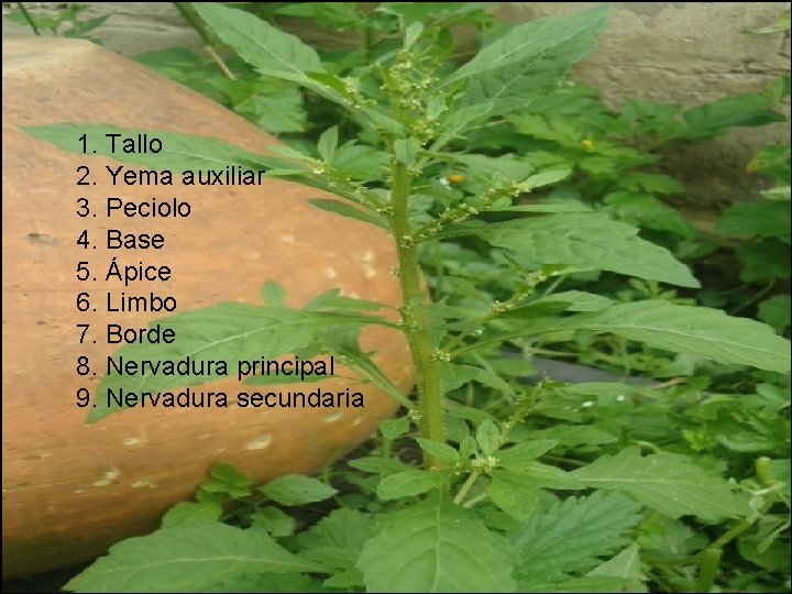 1. Tallo 2. Yema auxiliar 3. Peciolo 4. Base 5. Ápice 6. Limbo 7.