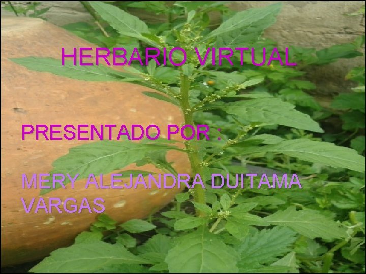 HERBARIO VIRTUAL PRESENTADO POR : MERY ALEJANDRA DUITAMA VARGAS 