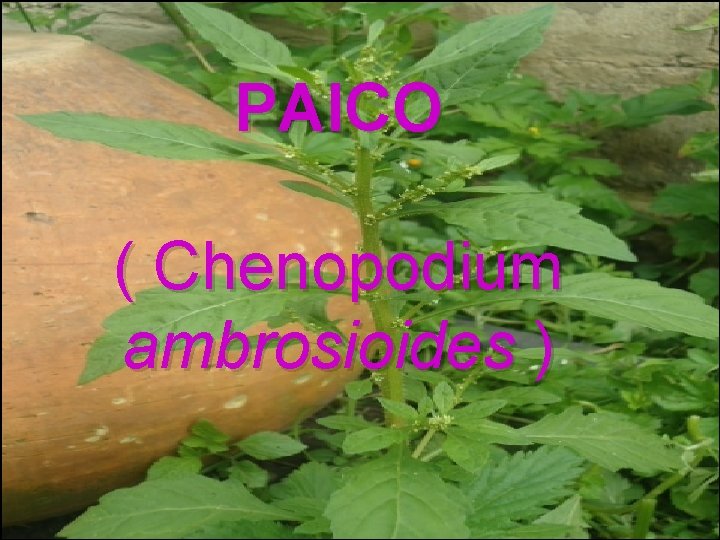 PAICO ( Chenopodium ambrosioides ) 