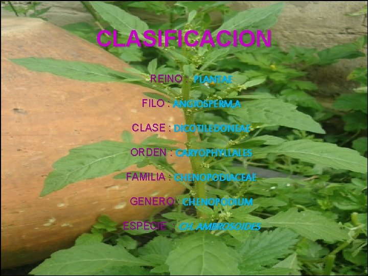 CLASIFICACION REINO : PLANTAE FILO : ANGIOSPERM, A CLASE : DICOTILEDONEAE ORDEN : CARYOPHYLLALES