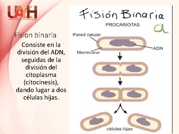 Fision binaria Consiste en la división del ADN, seguidas de la división del citoplasma