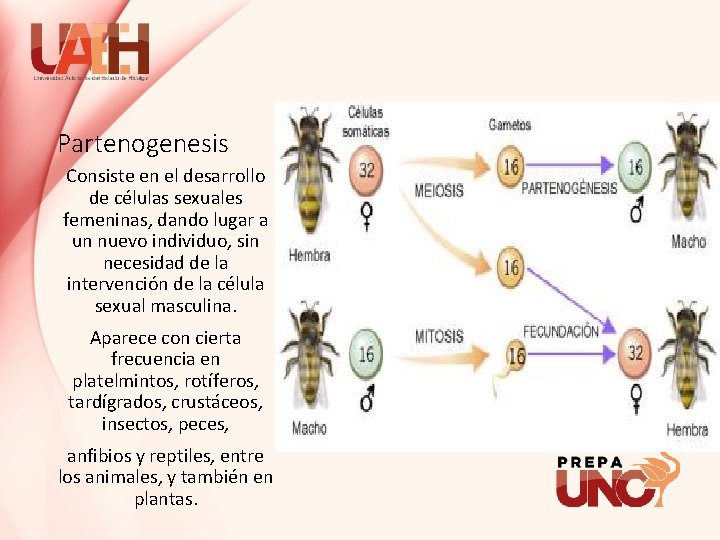 Partenogenesis Consiste en el desarrollo de células sexuales femeninas, dando lugar a un nuevo