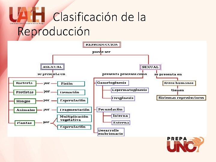 Clasificación de la Reproducción 