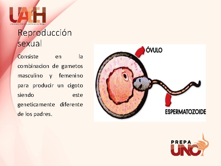 Reproducción sexual Consiste en la combinacion de gametos masculino y femenino para producir un