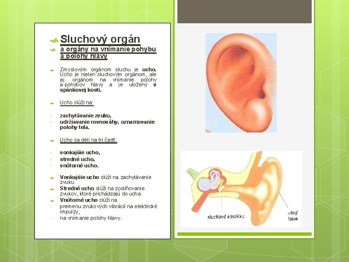  Sluchový orgán a orgány na vnímanie pohybu a polohy hlavy Zmyslovým orgánom sluchu